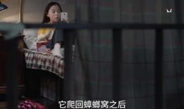 姐姐出场爆料视频大全集,揭秘娱乐圈幕后真相